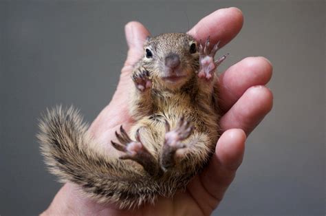 How to take care of a baby squirrel | www.whatdosquirrelseat.org