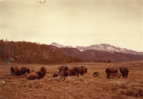 Jackson Hole Wildlife Park - Jackson Hole Historical Society & Museum