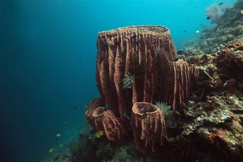 Giant Barrel Sponge Facts: Habitat, Diet, Conservation & More