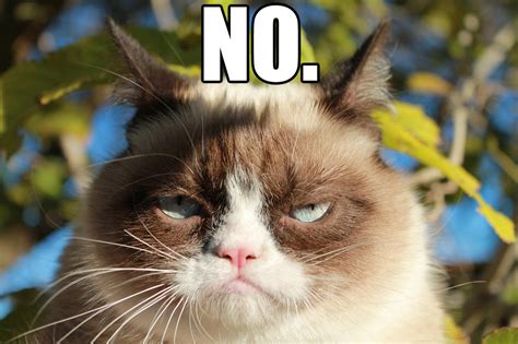 Grumpy Cat No | Grumpy Cat | Know Your Meme