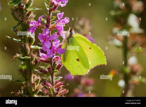 Male Brimstone butterfly nectaring Stock Photo - Alamy