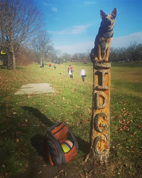 Disc golf dog!! : r/discgolf