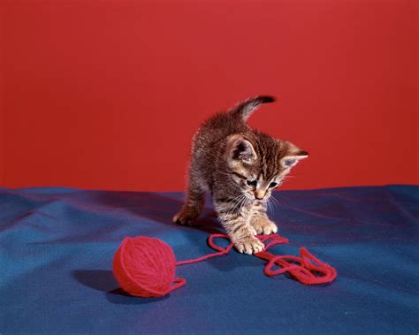 Tabby Cat Kitten Playing With Red Yarn Photograph by Animal Images - Pixels