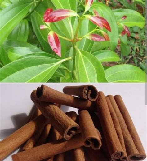 Cinnamon Plant (single plant) - Buy Aquarium Plants and Aquarium Fishes ...