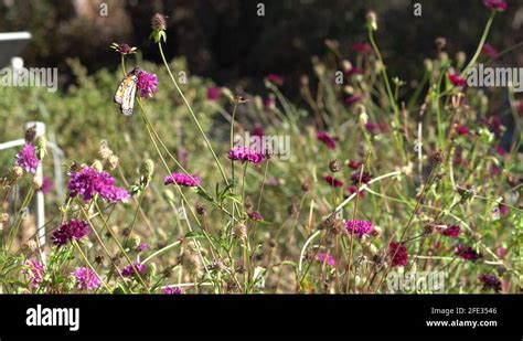 Monarch butterfly garden Stock Videos & Footage - HD and 4K Video Clips ...