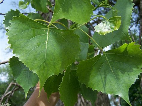 Eastern Cottonwood - Populus deltoides - North American Insects & Spiders