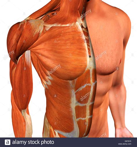 Groin Muscle Anatomy Cross Section Anatomy Of Male Chest Abdomen And ...