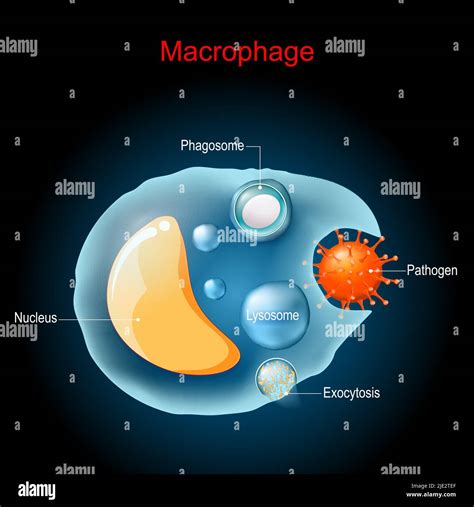 Phagocytosis. Macrophage anatomy. Cell structure. a type of white blood ...