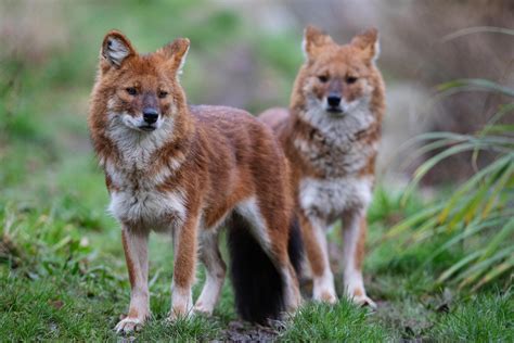 Dhole Delight! - Dublin Zoo