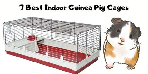 7 Best Indoor Guinea Pig Cages | Hutch and Cage