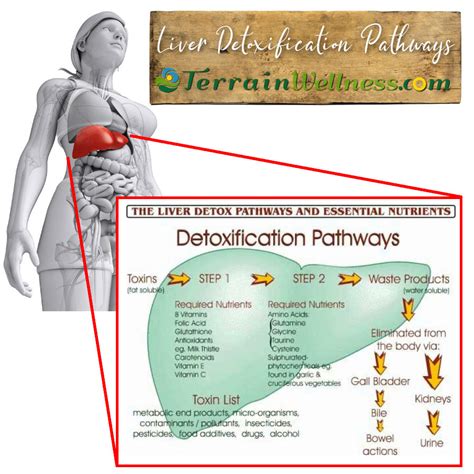 Liver Detoxification Pathways