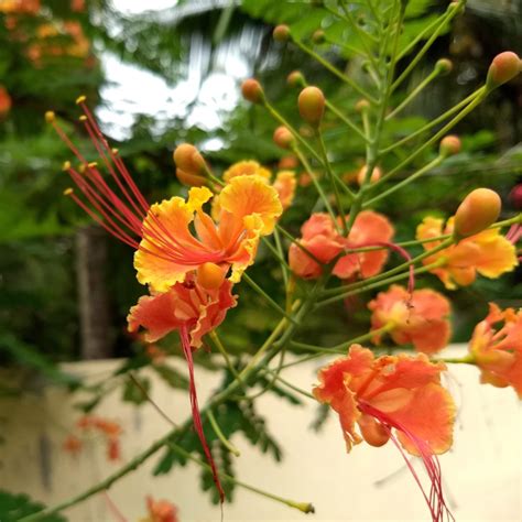 Pride of Barbados Seeds (Caesalpinia pulcherrima) - Price €1.85