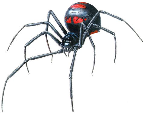 Black Widow Spider (Latrodectus) | Fun Animals Wiki, Videos, Pictures ...