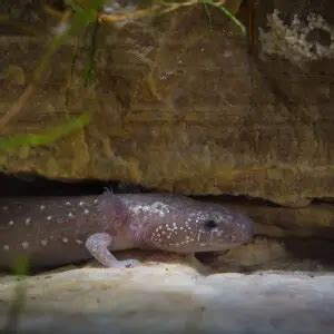 Barton Springs salamander - Facts, Diet, Habitat & Pictures on Animalia.bio