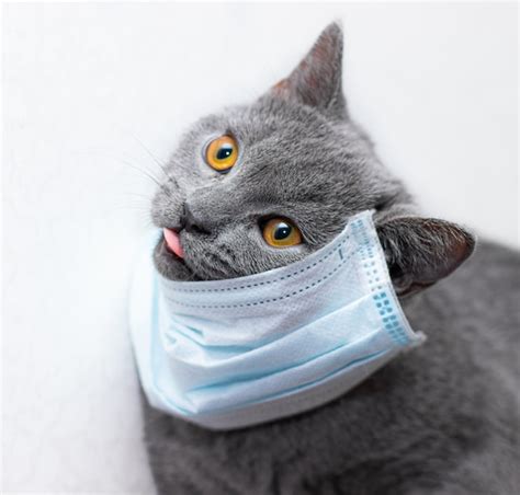 Medical mask for cat virus protected cat at home | Premium Photo