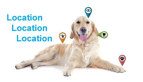 What Is Malignant Melanoma In Dogs - Infoupdate.org