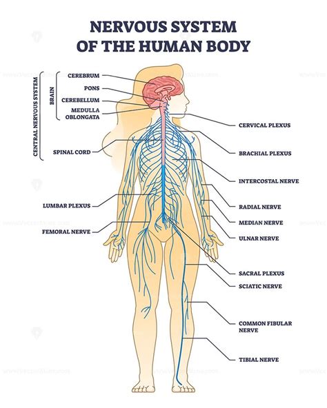 Nervous system of human body with nerve network anatomy outline diagram ...