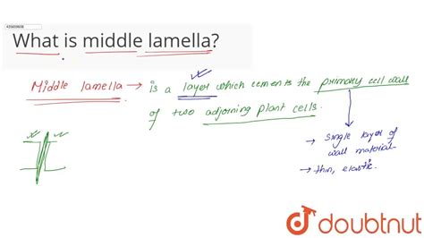 What is middle lamella?