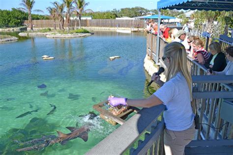 Florida Oceanographic Society - Stuart, FL | Groupon