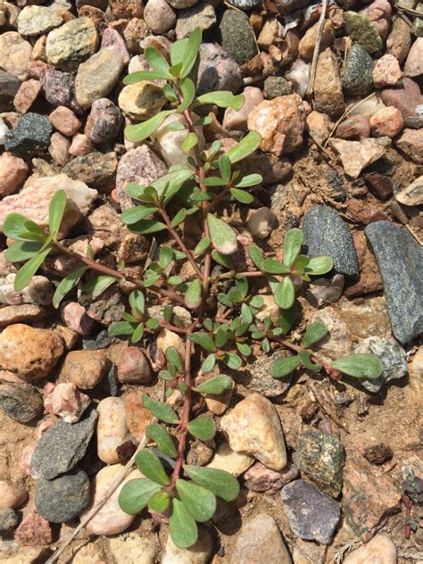 Purslane | EcoTurf of Northern Colorado