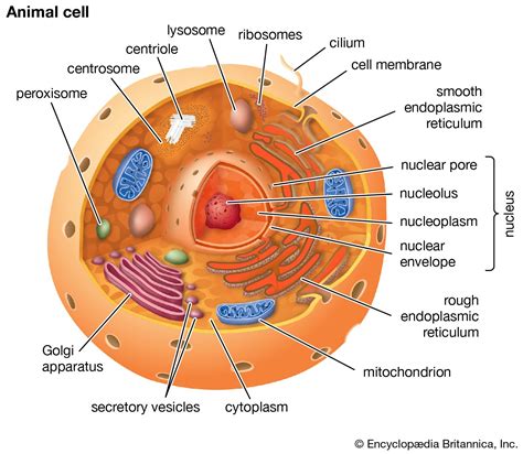 💉 전염병은 어떻게 역사를 바꾸었나? : 네이버 블로그