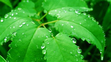 Green Leaf Water Drops Wallpaper