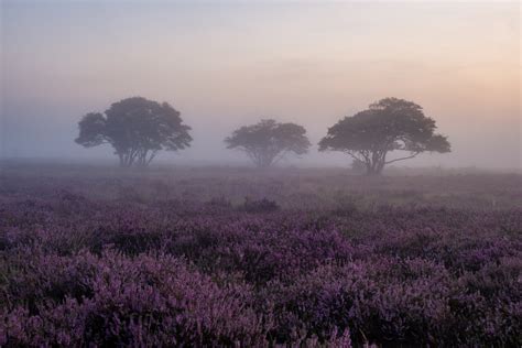 How To Photograph Fog: Equipment, Settings and Composition