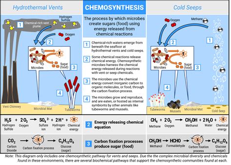 Chemosynthesis Bacteria