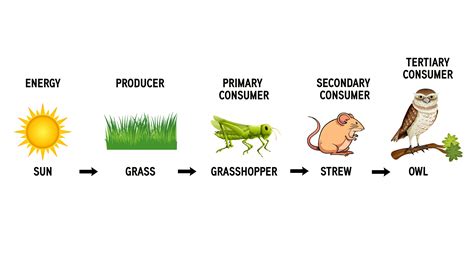 Describe, with the help of a diagram, the different stages of a food chain.