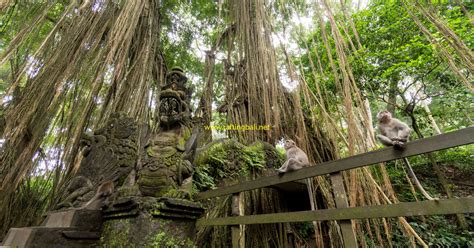 Monkey Forest Ubud Bali - Things Need To Know Before Visiting