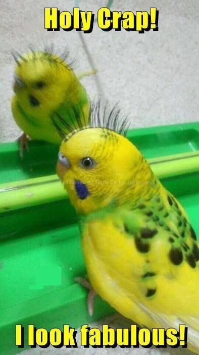 Funny Birds, Cute Funny Animals, Animals And Pets, Pretty Birds, Cute ...