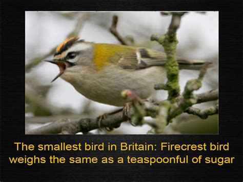 UNBELIEVABLE FACTS: BRITAIN SMALLEST BIRD