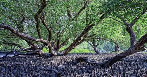 Visit Sundarbans: World's Largest Mangrove Forest in Bangladesh