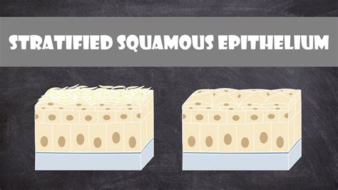 Stratified Squamous Epithelium | Anatomy - YouTube