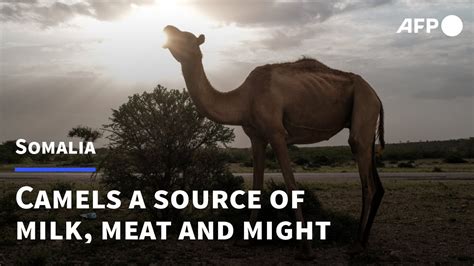 Milk, meat and might: in Somalia, 'the camel is king' | AFP - YouTube