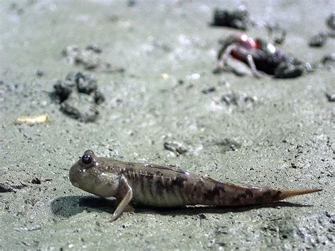 Mudskipper Info - Photo 1