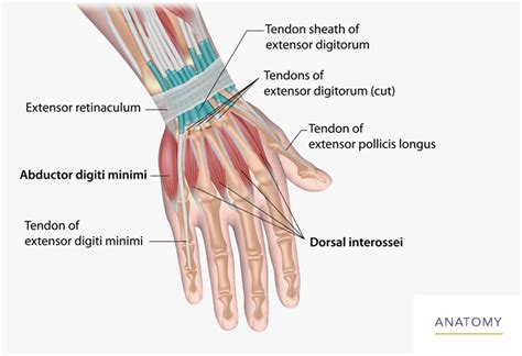 Wrist Anatomy