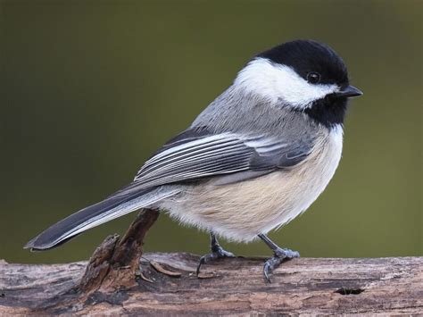 NestWatch | Black-capped Chickadee - NestWatch