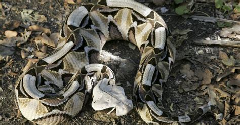 Gaboon Viper Bite: Why it has Enough Venom to Kill 6 Humans & How to ...