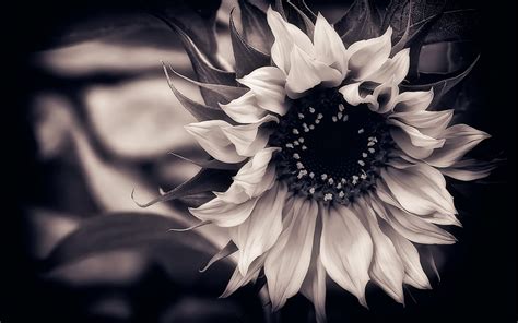 Black Wallpaper with White Flowers - WallpaperSafari