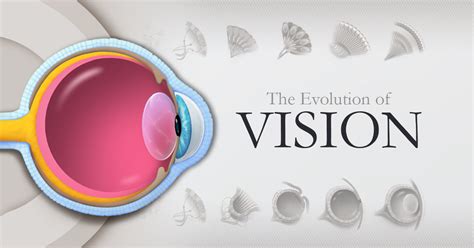 Visualizing the Evolution of Vision and the Eye