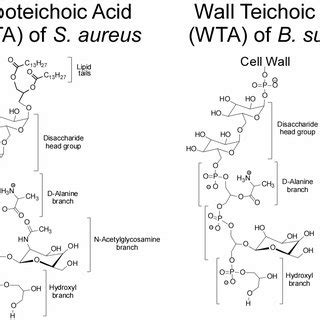 44 in figure 4.3, which diagram of a cell wall contains teichoic acids ...