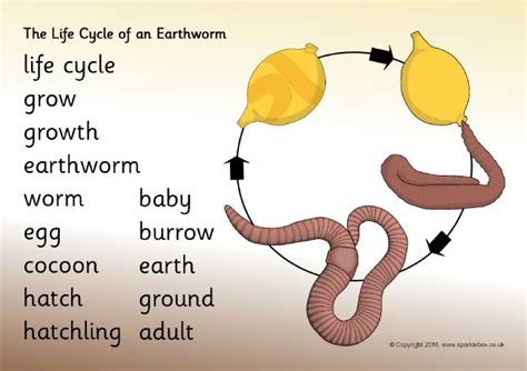 Life Cycle of an Earthworm Word Mat (SB11646) - SparkleBox