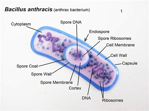 Bacillus anthracis 1 Anthrax Bacteria Oranment by trilobiteglassworks ...