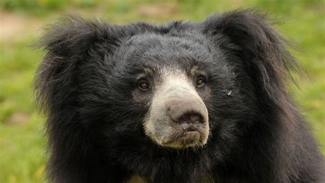 Sloth Bear (Melursus ursinus) | Our Wild World Kodiak Bear, Grizzly ...