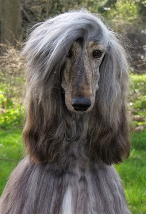 Afghan Hound | Fun Animals Wiki, Videos, Pictures, Stories