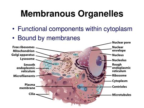 PPT - Cell Structure and Function PowerPoint Presentation, free ...