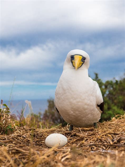 Margaret's Bird Finding Tour - Baunti Tours - Norfolk Island