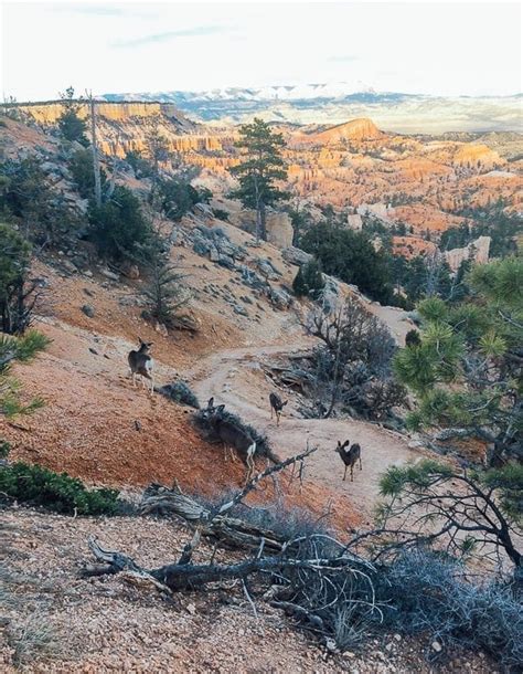 Traveling in Bryce Canyon: What to Do