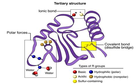 Protein - BIOLOGY4ISC